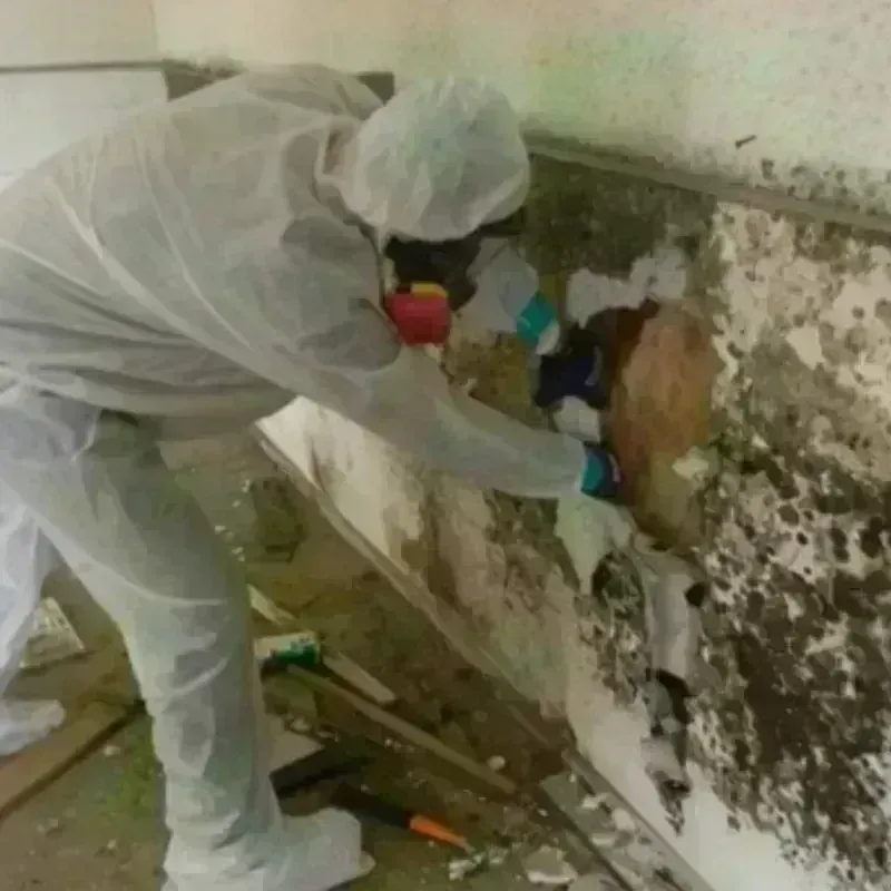 Mold Remediation and Removal in Fort Washakie, WY